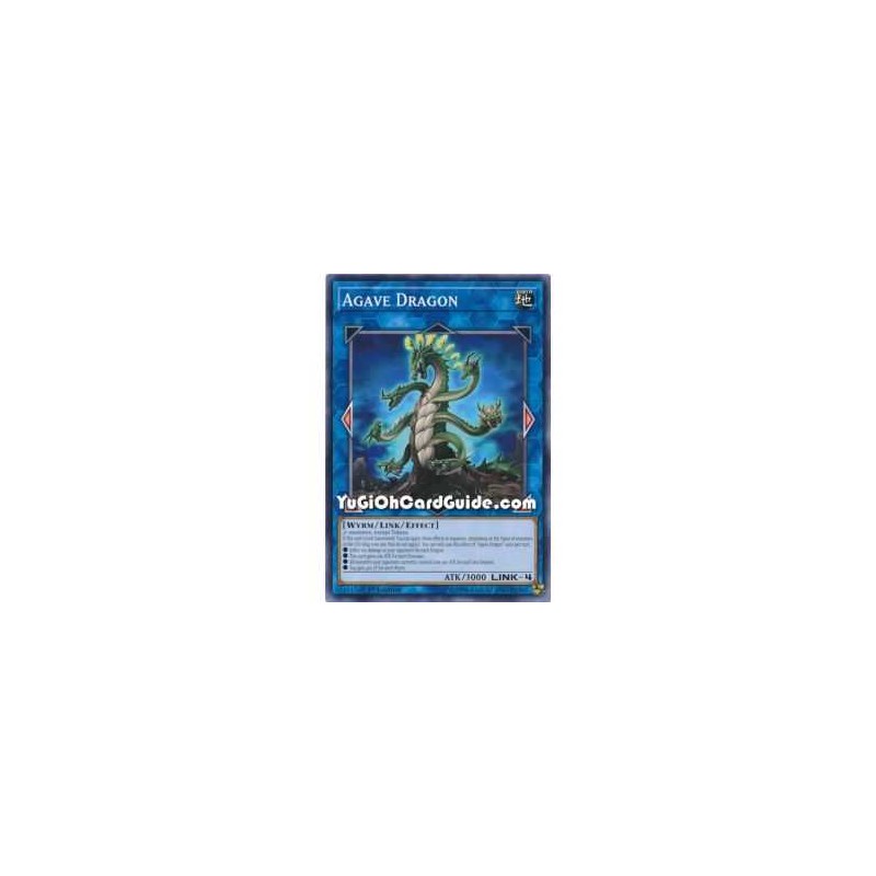 Agave Dragon (Common)