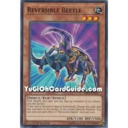 Reversible Beetle (Common)